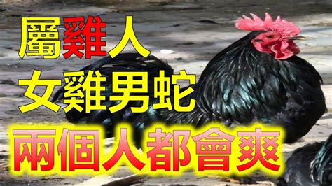 雞不合生肖|【屬雞跟什麼生肖不合】屬雞跟什麼生肖不合？最不能錯過的一篇。